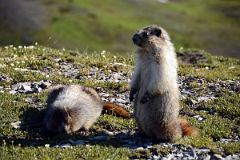 32 Marmots On The Nublet.jpg